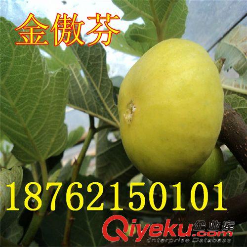 金傲芬無花果直銷 果樹苗 無花果樹苗 無花果小苗 當年結果
