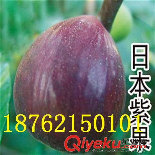 金傲芬無花果直銷 果樹苗 無花果樹苗 無花果小苗 當年結果