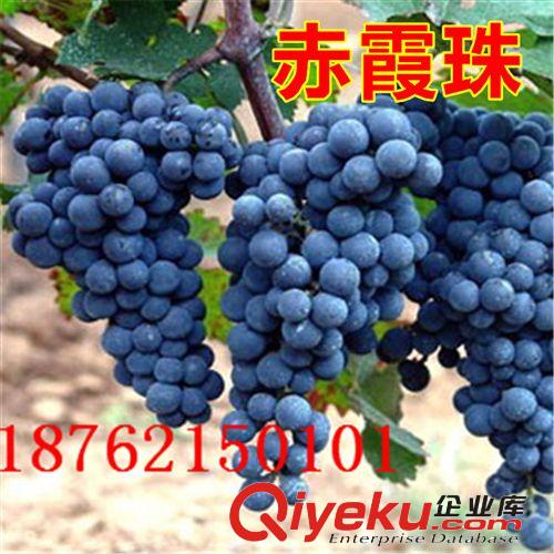 庭院果苗 美國(guó)黑提葡萄苗 無(wú)核黑提子苗 可盆栽水果樹(shù)苗 規(guī)格齊全