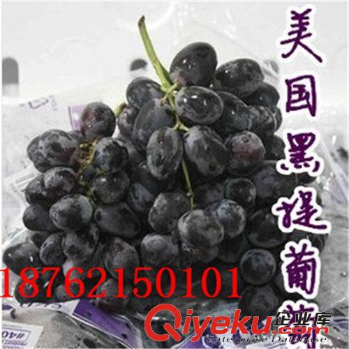 庭院果苗 美國(guó)黑提葡萄苗 無核黑提子苗 可盆栽水果樹苗 規(guī)格齊全