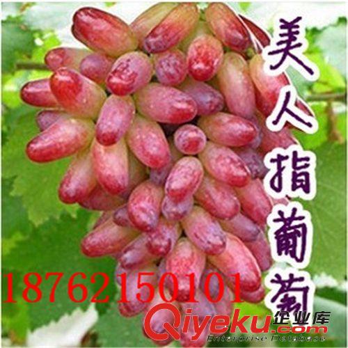 庭院果苗 美國(guó)黑提葡萄苗 無核黑提子苗 可盆栽水果樹苗 規(guī)格齊全