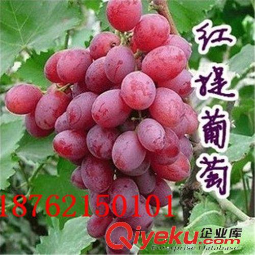 庭院果苗 美國(guó)黑提葡萄苗 無核黑提子苗 可盆栽水果樹苗 規(guī)格齊全