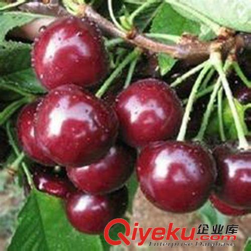 庭院果苗 美國(guó)黑提葡萄苗 無(wú)核黑提子苗 可盆栽水果樹(shù)苗 規(guī)格齊全