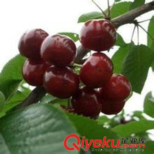 供應(yīng)優(yōu)質(zhì) 嫁接 烏克蘭 櫻桃苗 車?yán)遄訕涿?矮化大櫻桃樹苗原始圖片2