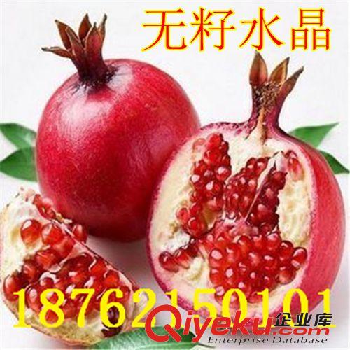 供應(yīng)優(yōu)質(zhì) 嫁接 烏克蘭 櫻桃苗 車?yán)遄訕涿?矮化大櫻桃樹苗