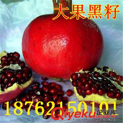 zz無籽水晶石榴樹苗 無籽石榴 珍稀石榴苗批發
