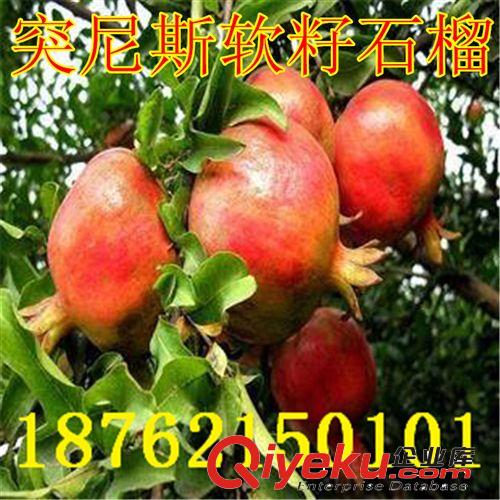zz無籽水晶石榴樹苗 無籽石榴 珍稀石榴苗批發