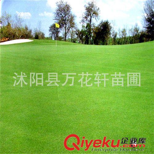 四季青草種：細(xì)弱型剪股穎草種 剪股穎草坪種子 耐寒耐熱耐踐踏
