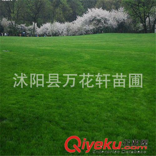供應 高羊茅草坪種子  高羊茅種子別墅草種 草坪種子 發芽率高