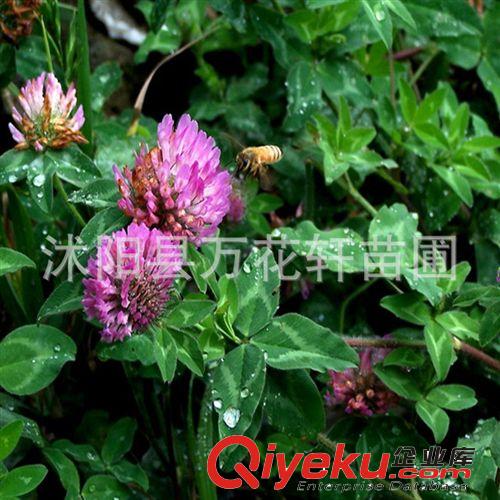 批發優質草坪種子---紅花三葉種子--車軸草 幸運草 白三葉