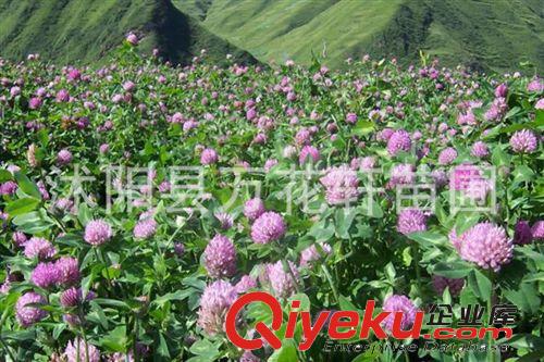 批發優質草坪種子---紅花三葉種子--車軸草 幸運草 白三葉