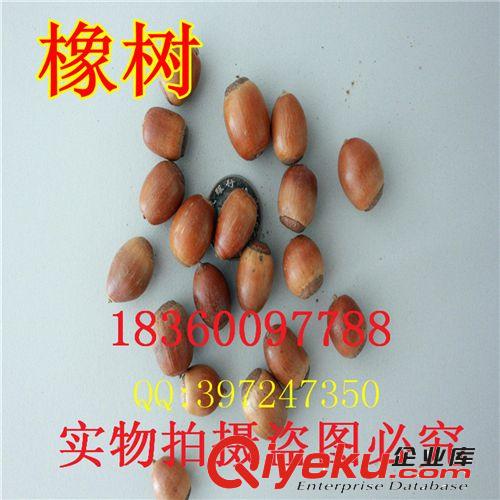 萬花軒苗圃 批發(fā)林木花卉樹種紅 黃 白 紫 廣玉蘭 山玉蘭凈種子