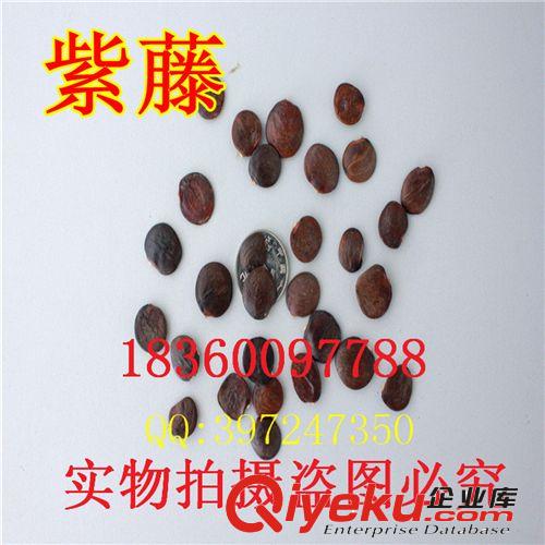 萬花軒苗圃 批發(fā)林木綠化景觀樹種 橡子樹 橡樹種子原始圖片3