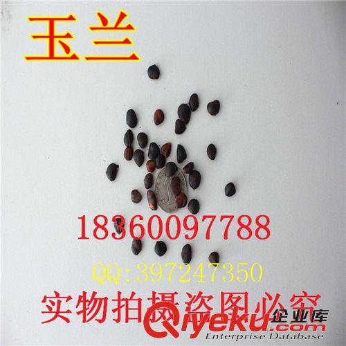 萬花軒苗圃 批發(fā)香椿種子 紅油香椿種子香椿頭芽苗菜種子