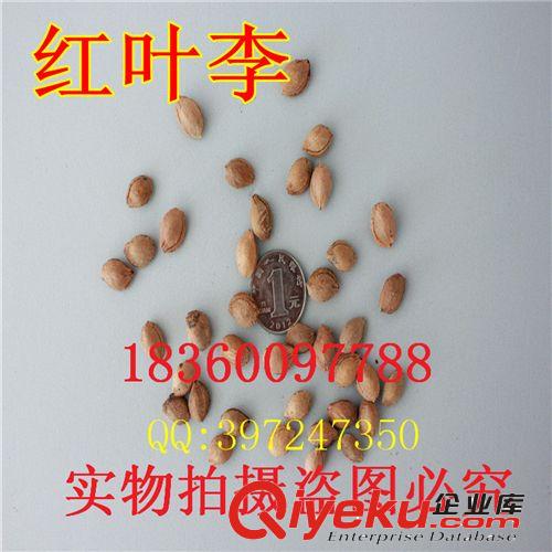 萬花軒苗圃 批發(fā)林木花卉樹種紅 黃 白 紫 廣玉蘭 山玉蘭凈種子原始圖片2