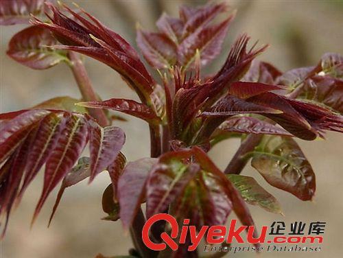 萬花軒苗圃 批發(fā)香椿種子 紅油香椿種子香椿頭芽苗菜種子