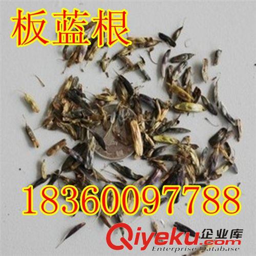 萬(wàn)花軒苗圃 批發(fā)香椿種子 紅油香椿種子 香椿頭凈種子芽苗菜