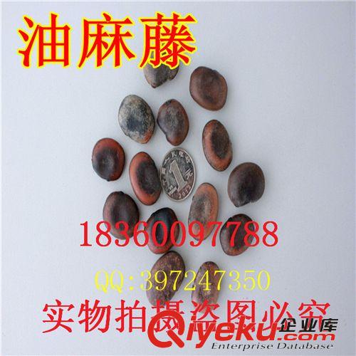 萬花軒苗圃 批發(fā)林木綠化藥用 無患子 黃金樹 苦患樹去皮種子原始圖片3