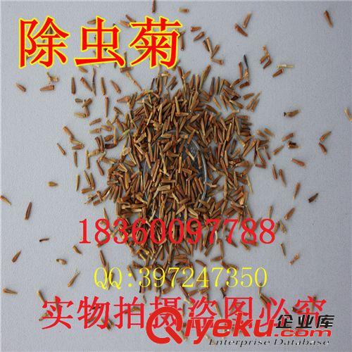 實(shí)體批發(fā)進(jìn)口草坪種子 凈籽白三葉 白車(chē)軸草幸運(yùn)草 確保發(fā)芽率