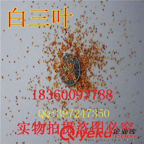 實(shí)體批發(fā)進(jìn)口草坪 包衣白三葉種子 白車軸草 幸運(yùn)草 發(fā)芽率高