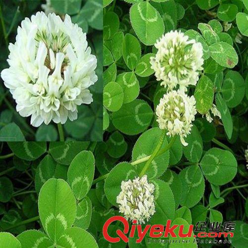 狗牙根草坪種子 百慕大種子 低矮耐踐踏 運(yùn)動(dòng)場(chǎng)別墅草坪
