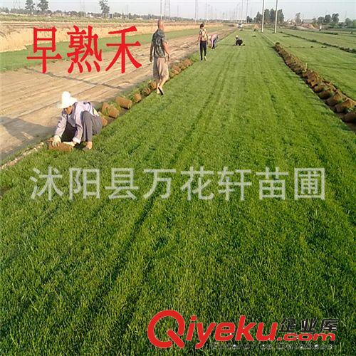 狗牙根草坪種子（凈子） 百慕大種子 低矮耐踐踏 運(yùn)動(dòng)場(chǎng)別墅草坪