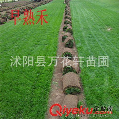 批發(fā)早熟禾草坪 肯塔基草坪種子 耐寒 纖細(xì) 地莖發(fā)達(dá) 早熟禾種子原始圖片2