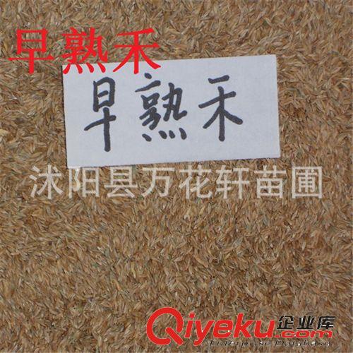 批發(fā)早熟禾草坪 肯塔基草坪種子 耐寒 纖細(xì) 地莖發(fā)達(dá) 早熟禾種子原始圖片3