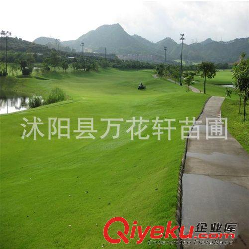 庭院專用草坪種子 矮生百慕大草種  低矮 固土性強(qiáng)不用修剪
