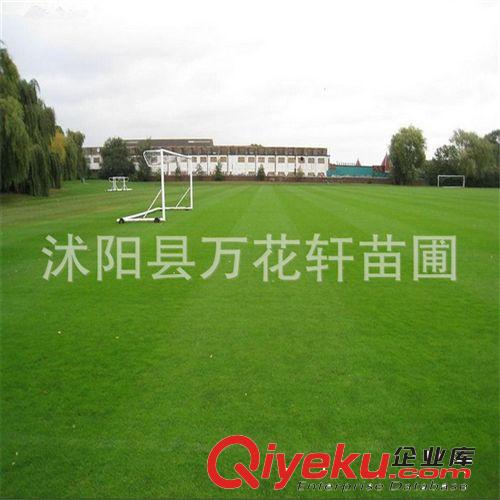 狗牙根草坪種子（凈子） 百慕大種子 低矮耐踐踏 運(yùn)動(dòng)場(chǎng)別墅草坪原始圖片2