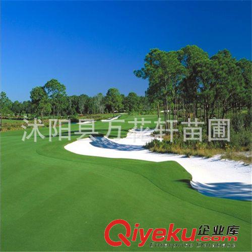 狗牙根草坪種子（凈子） 百慕大種子 低矮耐踐踏 運(yùn)動(dòng)場(chǎng)別墅草坪原始圖片3