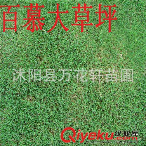 庭院專用草坪種子 矮生百慕大草種  低矮 固土性強(qiáng)不用修剪原始圖片2