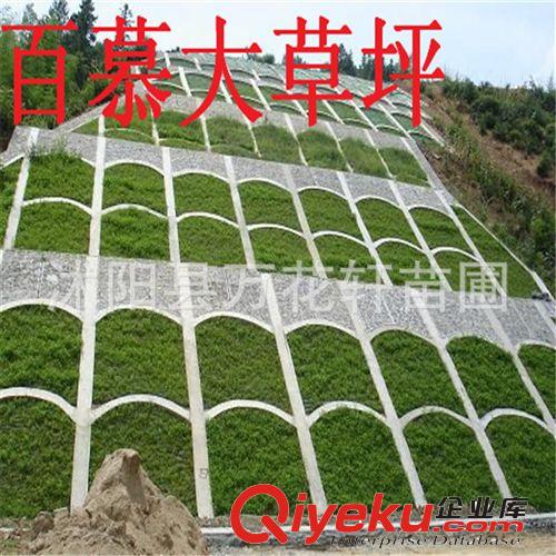 庭院專用草坪種子 矮生百慕大草種  低矮 固土性強(qiáng)不用修剪原始圖片3