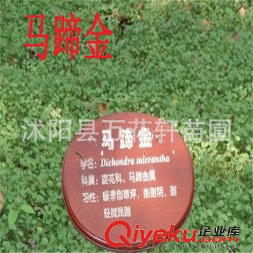 新采馬蹄金草種批發 草坪種子草籽 馬蹄筋別名金錢草 銅錢草種子原始圖片2