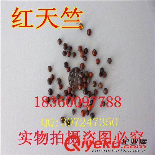 萬花軒苗圃批發花灌木花卉種子 暴馬丁香 白丁香阿穆爾丁香花種子