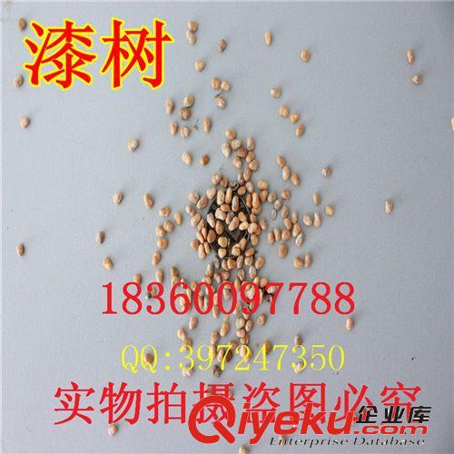 萬花軒苗圃 批發灌木花卉種子 紅天竹 南天竹 南天竺種子原始圖片3