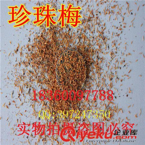 萬花軒苗圃批發花灌木花卉種子 暴馬丁香 白丁香阿穆爾丁香花種子原始圖片3