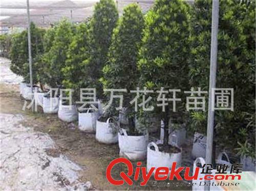 美植袋環(huán)保植樹袋 全新無紡布育苗袋環(huán)保 種植袋 替代花盆 規(guī)格全原始圖片3