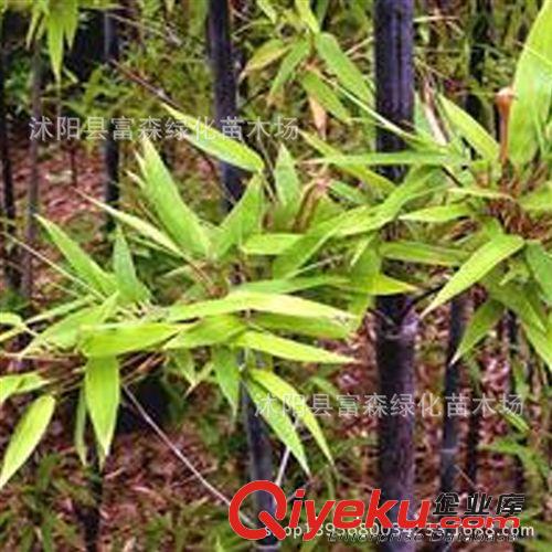 基地大量特供苗木優(yōu)質(zhì)紫葉榆葉梅 工程綠化苗木榆葉梅 大花榆葉梅