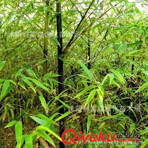 基地特供：綠化苗竹子 出售竹 紫竹苗 紫竹小苗 大量優(yōu)質竹苗原始圖片2