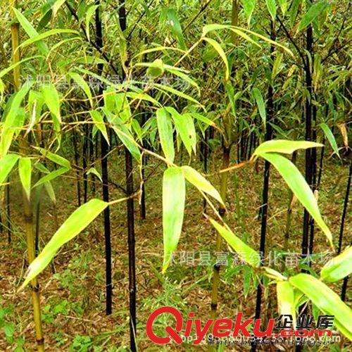 基地特供：綠化苗竹子 出售竹 紫竹苗 紫竹小苗 大量優(yōu)質竹苗原始圖片3