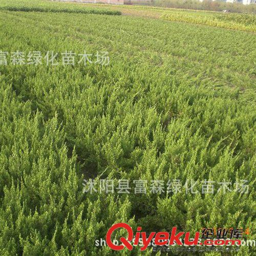 tj龍柏 綠化工程苗 優(yōu)質(zhì)樹苗批發(fā) 規(guī)格齊全 量大優(yōu)惠