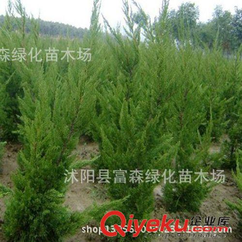 tj龍柏 綠化工程苗 優(yōu)質(zhì)樹苗批發(fā) 規(guī)格齊全 量大優(yōu)惠