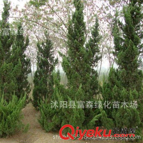 tj龍柏 綠化工程苗 優(yōu)質(zhì)樹苗批發(fā) 規(guī)格齊全 量大優(yōu)惠