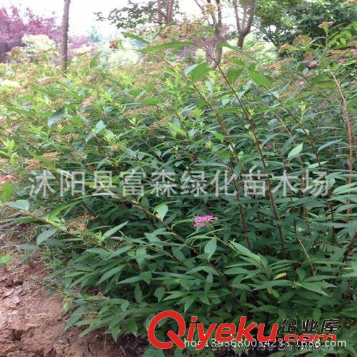 供應(yīng)彩色苗木 粉色繡線菊 金山繡線菊 金焰繡線菊 青葉繡線菊