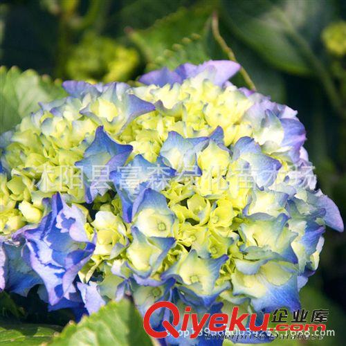 批發銷售 多顏繡球花 斗球 瓊花 庭院風景 八仙花  彩色花卉