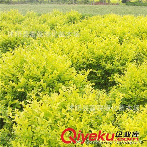 【金葉女貞球】 金葉女貞苗 金葉女貞小苗 綠化苗木 色塊苗木