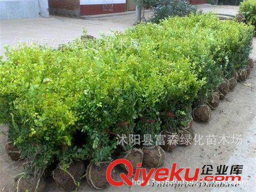 【金葉女貞球】 金葉女貞苗 金葉女貞小苗 綠化苗木 色塊苗木