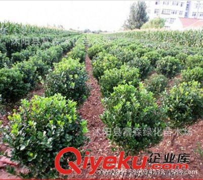 供應(yīng)常綠灌木 大葉黃楊 大葉黃楊球 綠化苗木黃楊球 根系發(fā)達(dá)