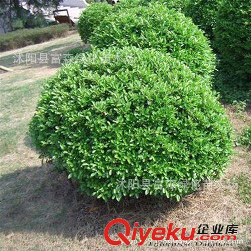 供應(yīng)常綠灌木 大葉黃楊 大葉黃楊球 綠化苗木黃楊球 根系發(fā)達(dá)原始圖片3